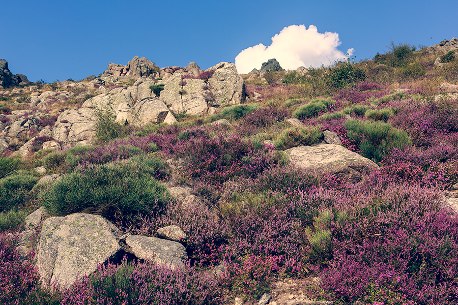 Grizac - Lozère - Languedoc Roussillon