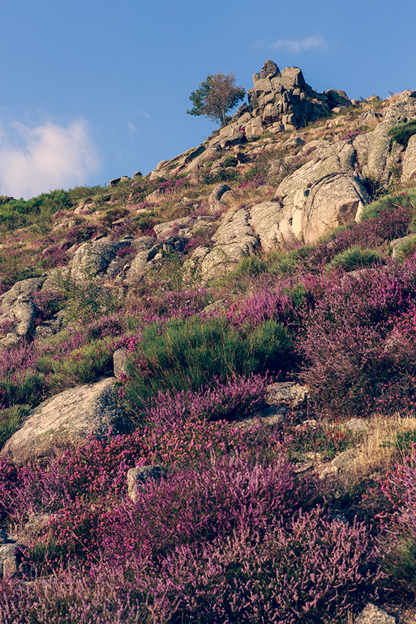 Grizac - Lozère - Languedoc Roussillon