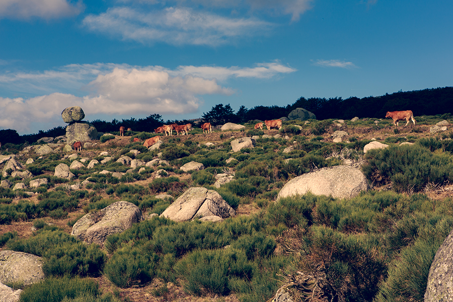 Mas Camargues - Lozère - Languedoc Roussillon