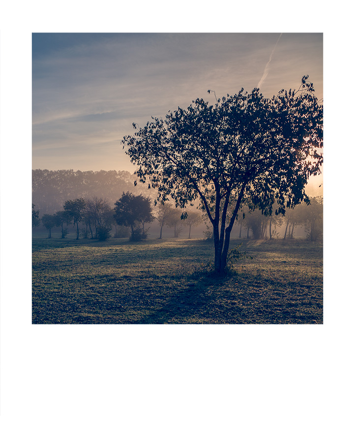 Domaine de Restinclières - Hérault - Languedoc Roussillon