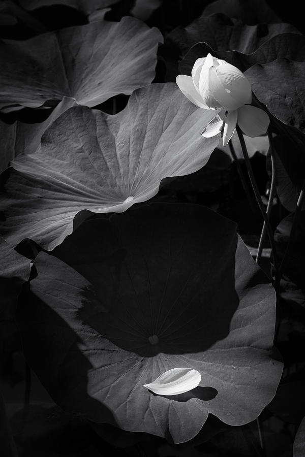 L'entre-deux - Jardin des Plantes de Montpellier