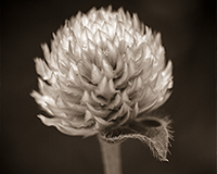 photo de la collection Le jardin des murmures de Véronique Rivera, Artiste Photographe et Photographe Free Lance à Montpellier