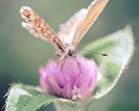 photo de la collection Le jardin des saltimbanques de Véronique Rivera, Artiste Photographe et Photographe Free Lance à Montpellier